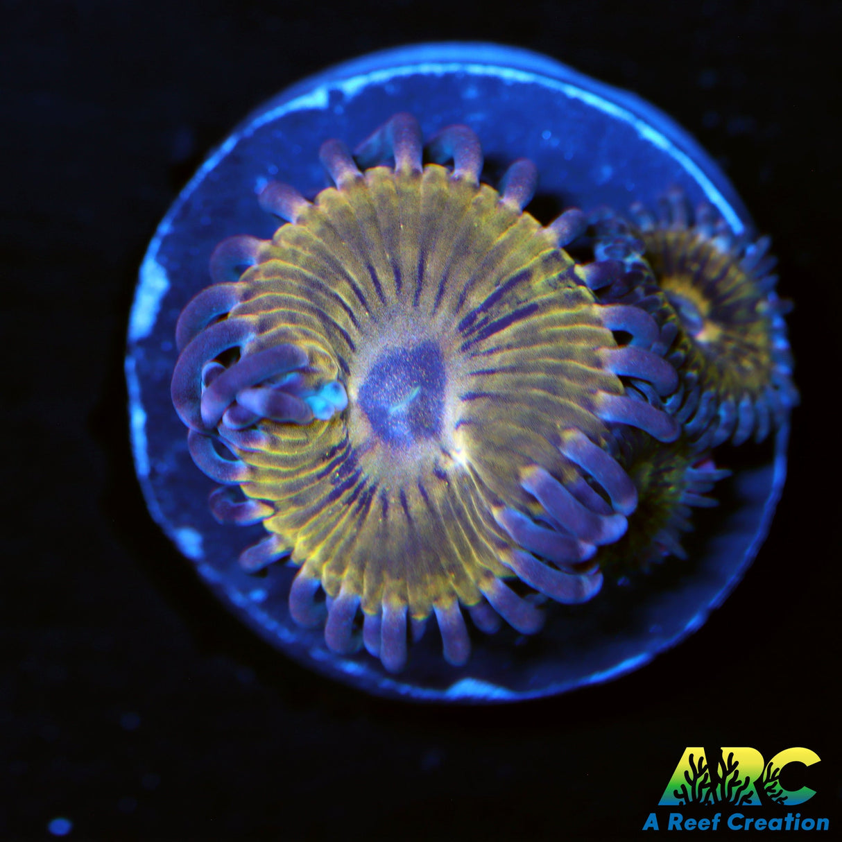 ARC Stratocasters Zoas