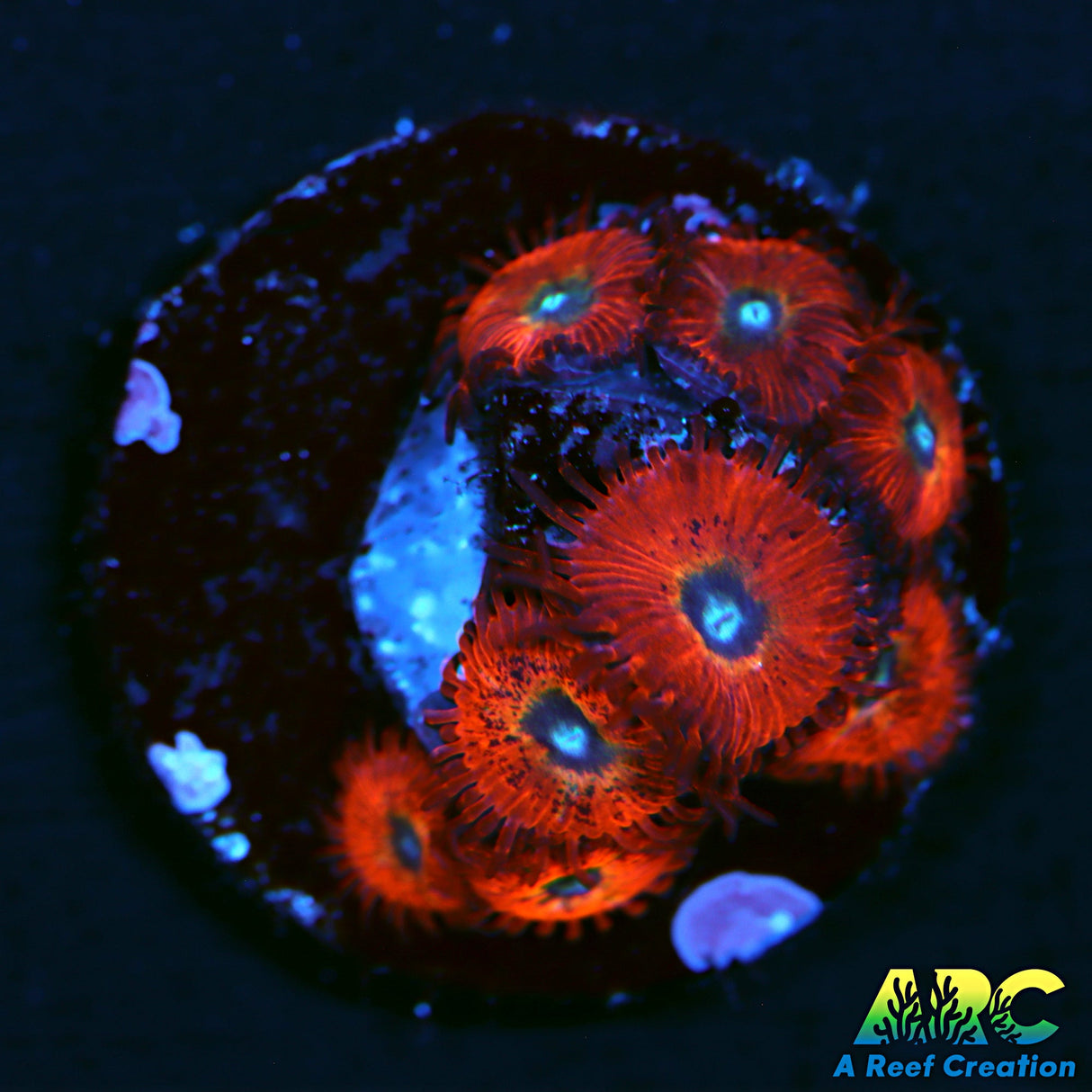 WWC Charmander Zoas