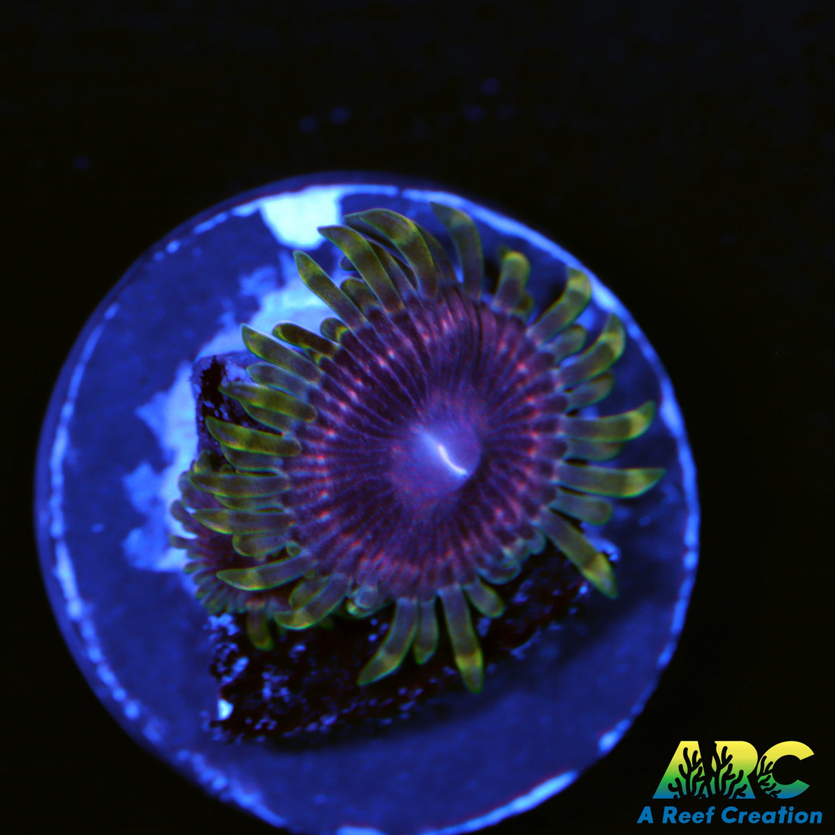 ARC Purple Planet Zoa