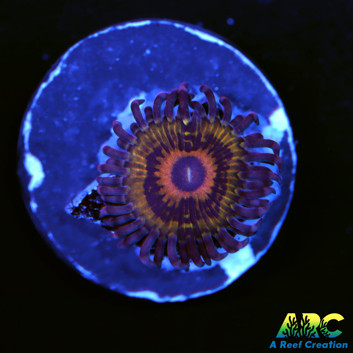 CK Stratocaster Zoa