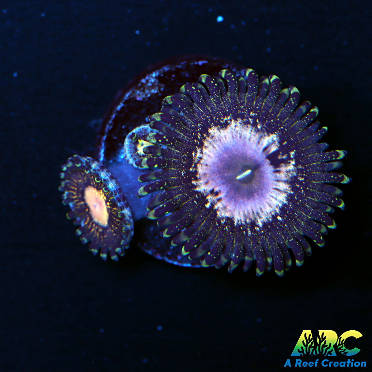 NYRA Peacock 967