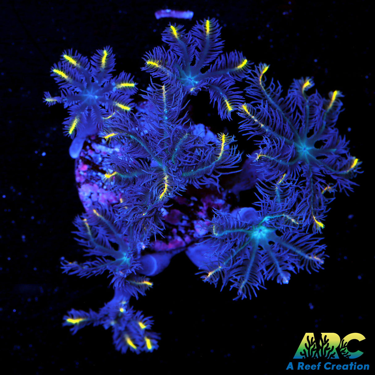 Goldstripe Clove polyps