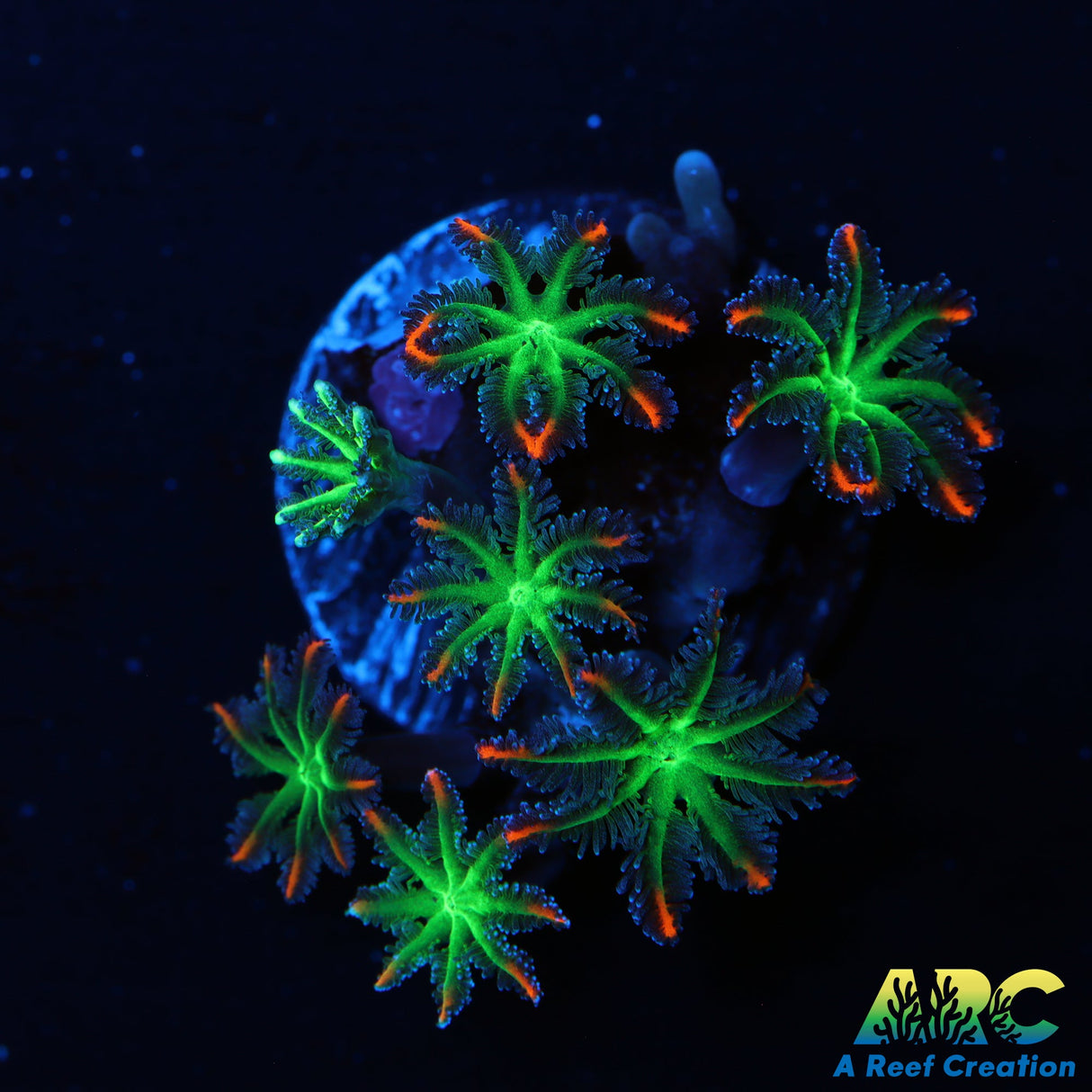 ARC Firework Clove Polyps