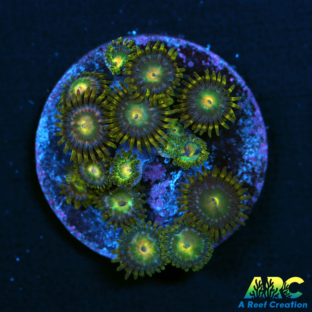 ARC Starstruck Zoas