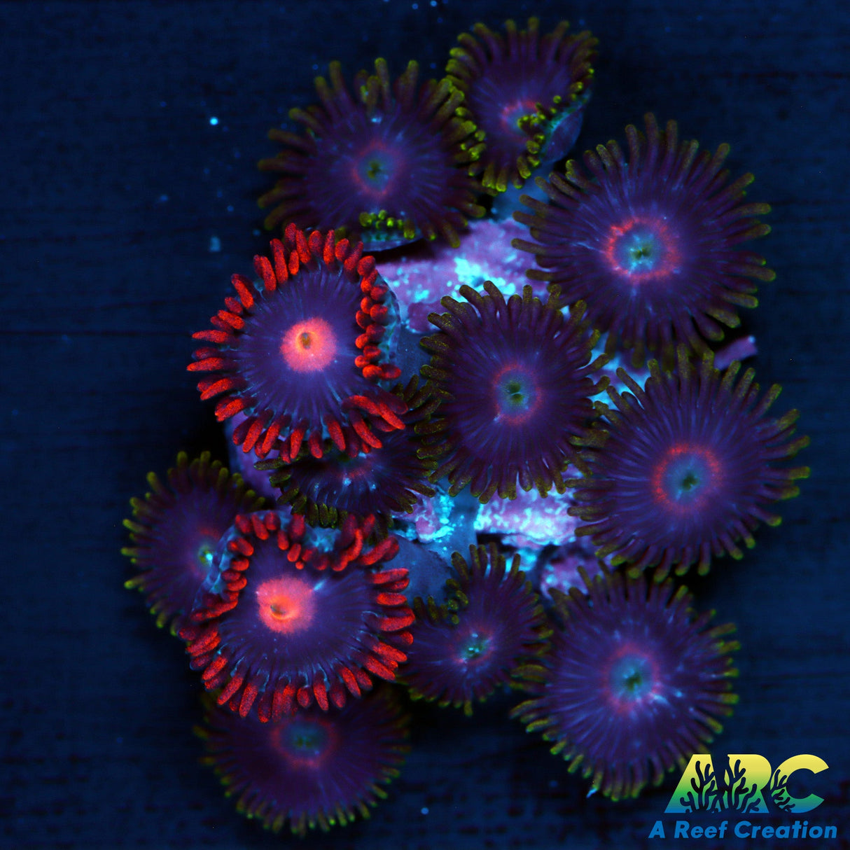 Purple Heart with My Clementines Zoas