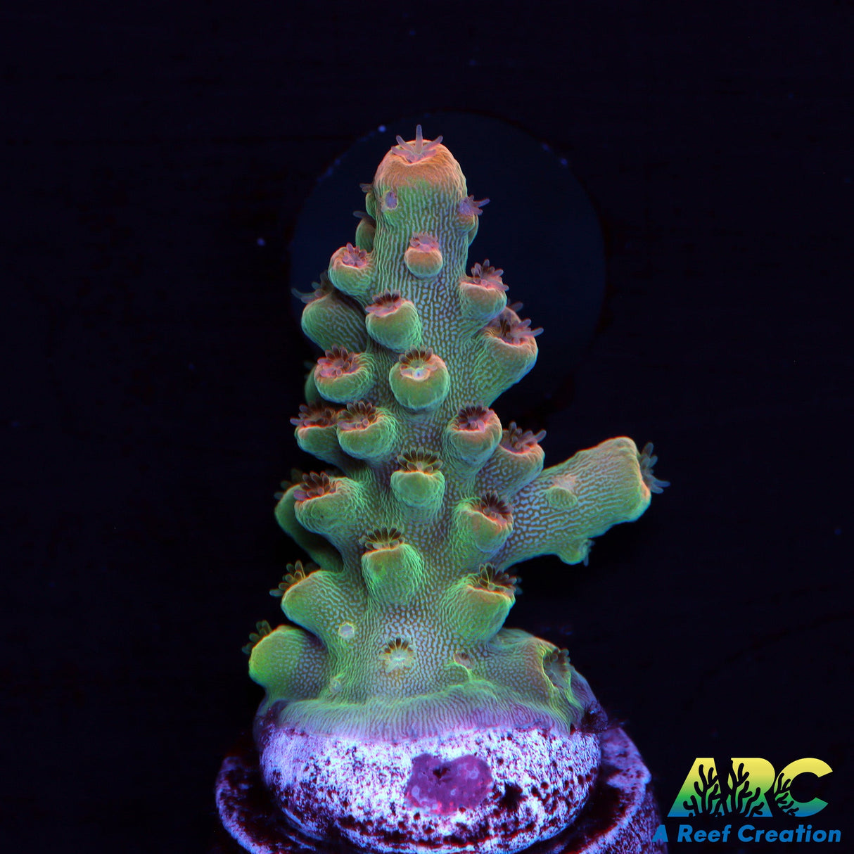 ARC Anthony's Pink Granulosa