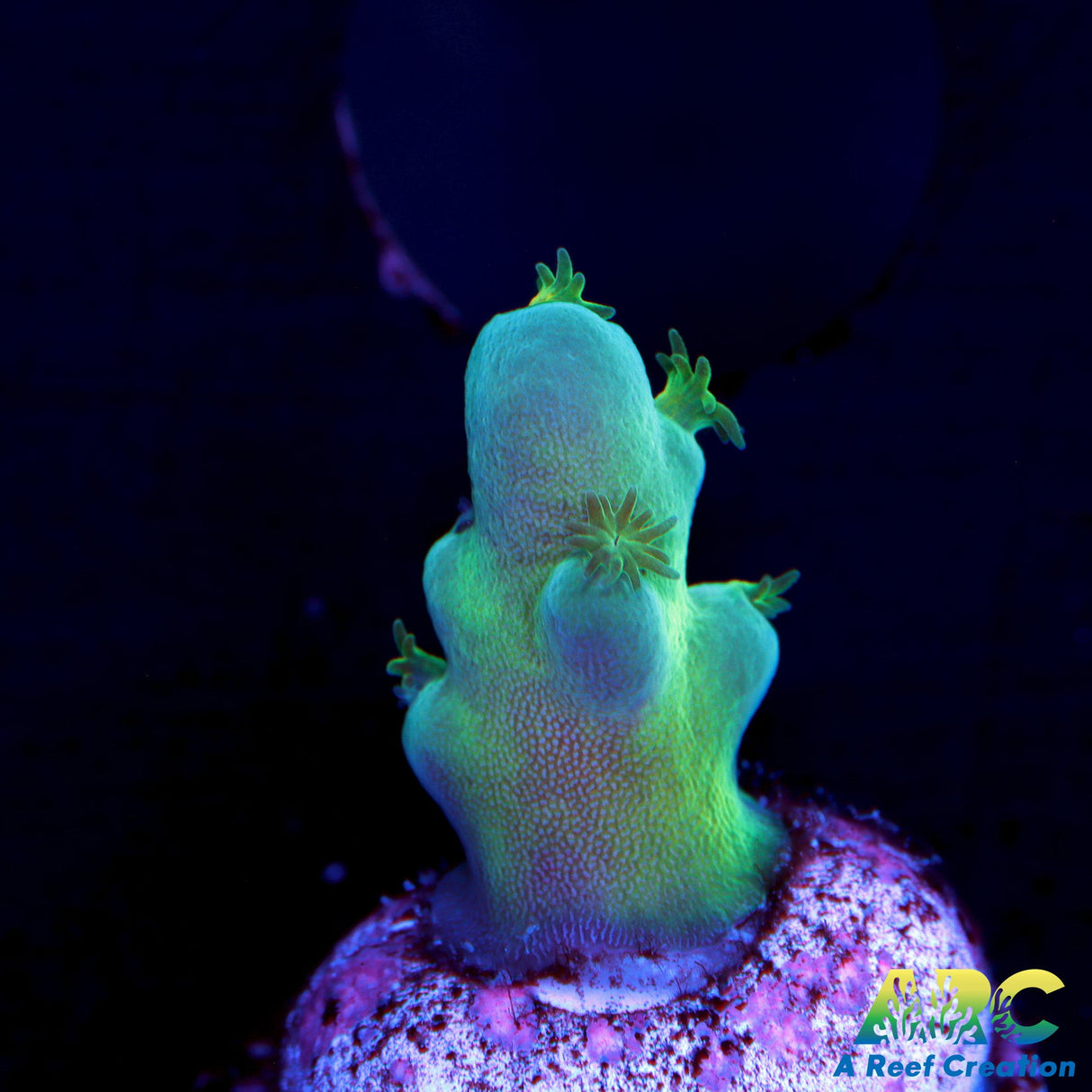 ReefGen Blueberry Fantasy