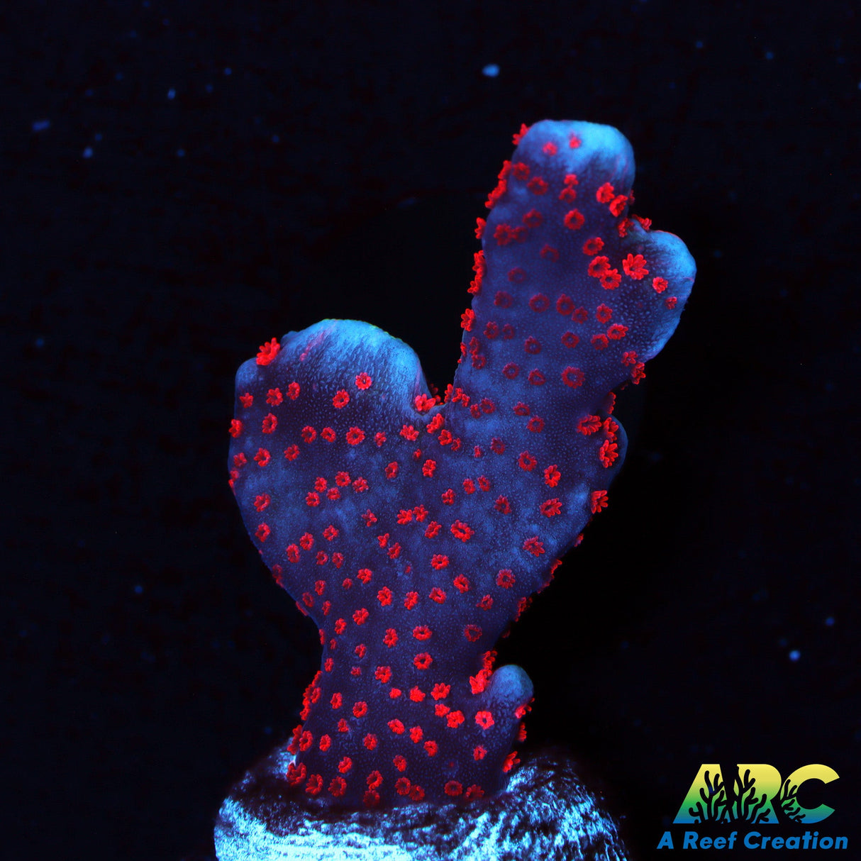 Forest Fire Montipora Digitata