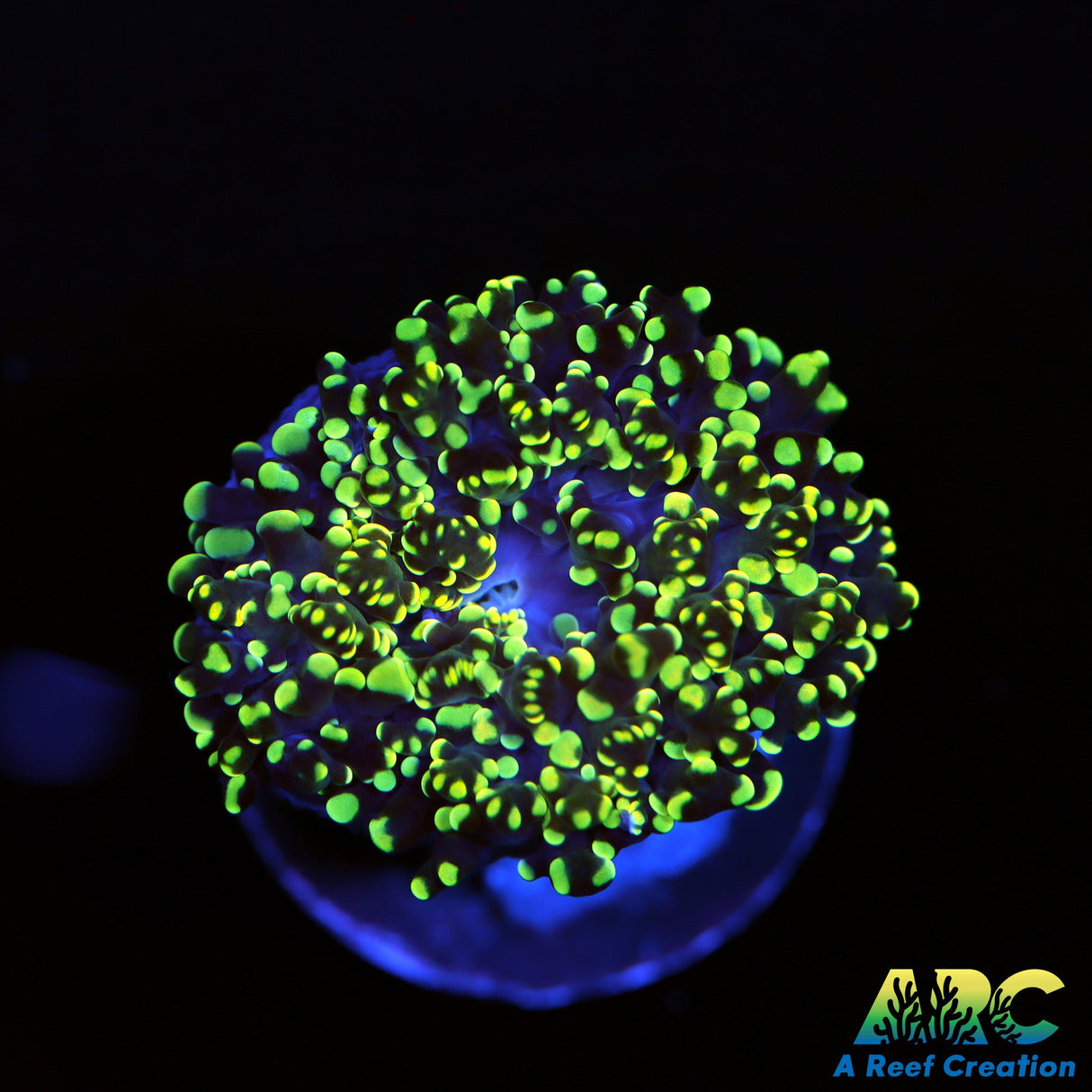 ARC Sideshow Bob Frogspawn