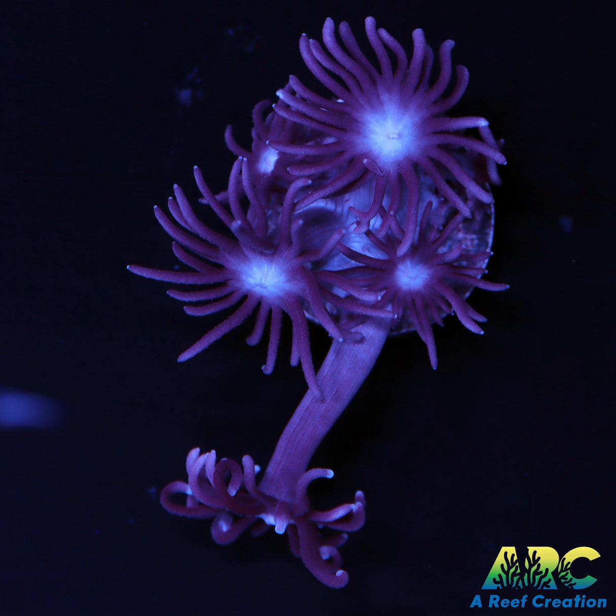 ARC Purple Goni