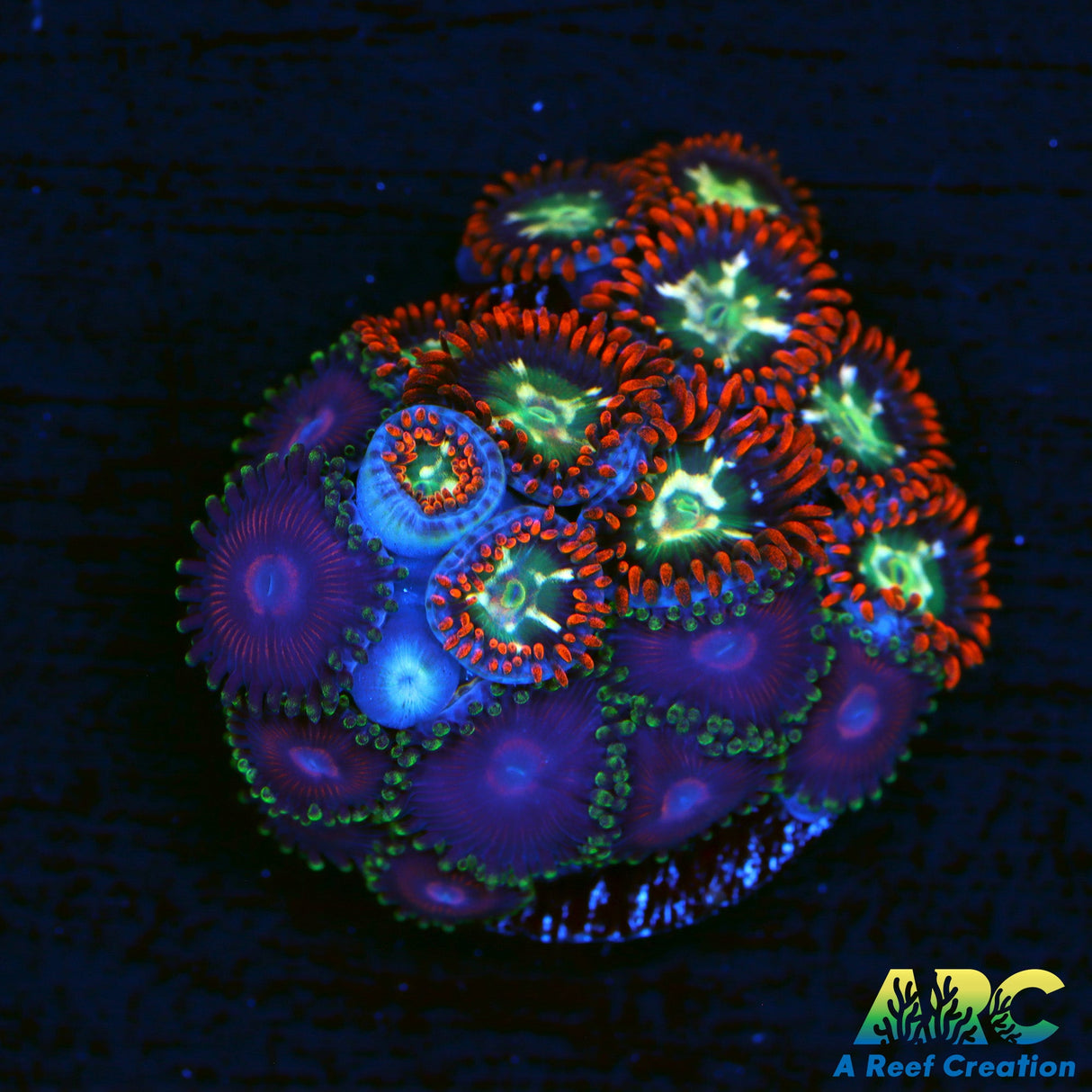Alpha Omega and Mini Me Zoa Combo