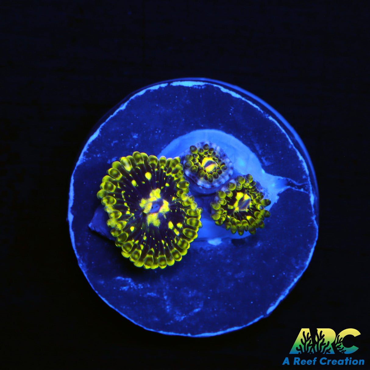 Exosphere Zoas