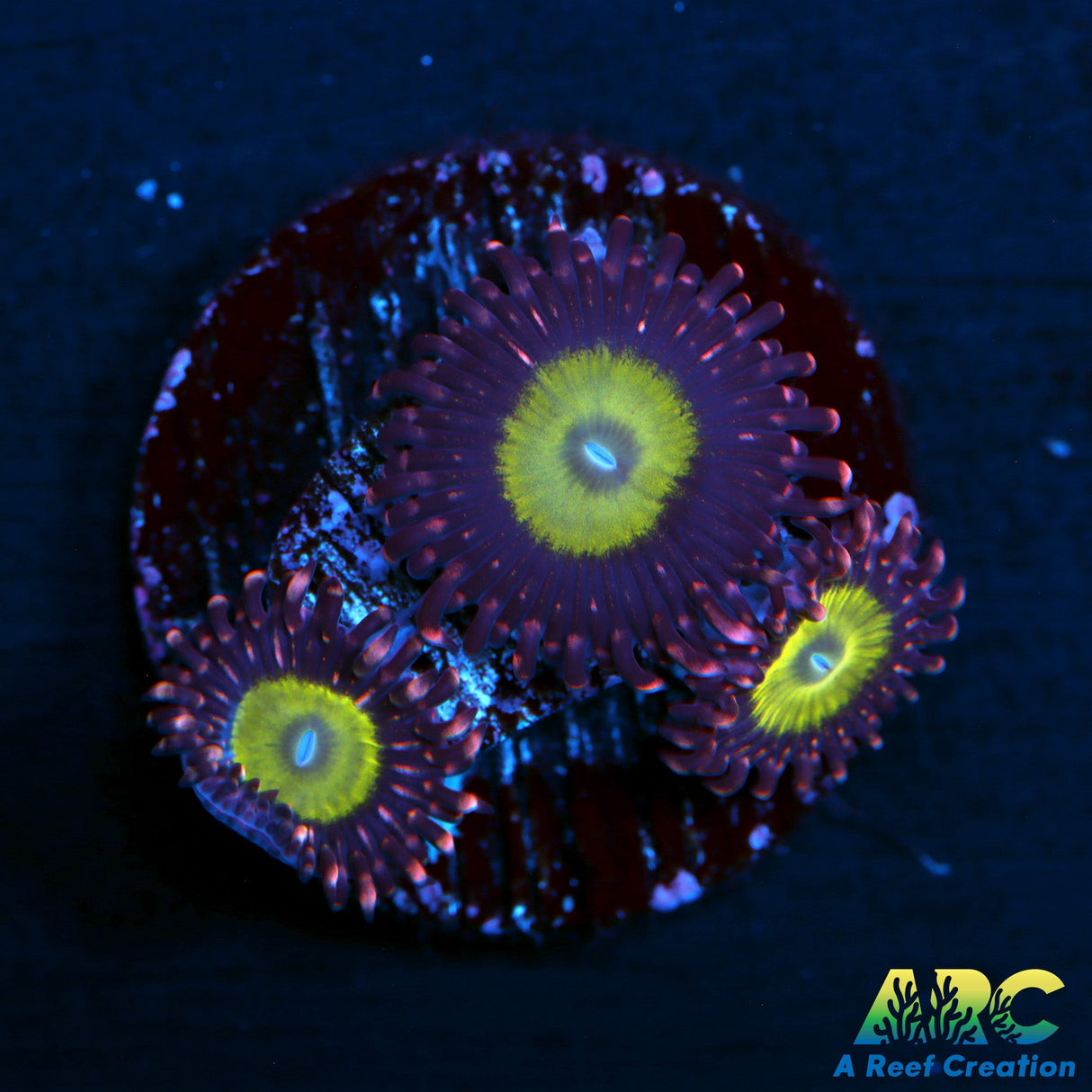 CB Omegas Zoas