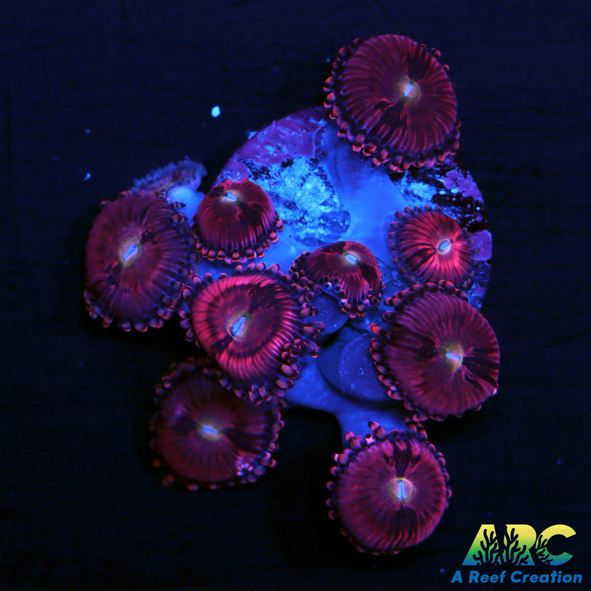 Cherry Blossom Zoa