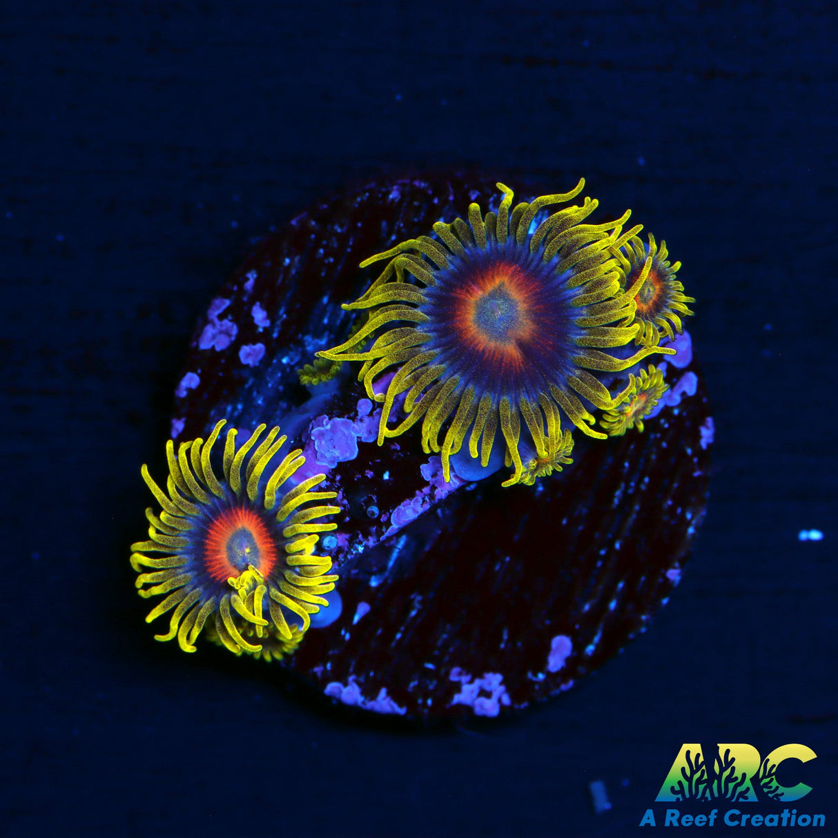 Long Lash Eagle Eyes Zoas