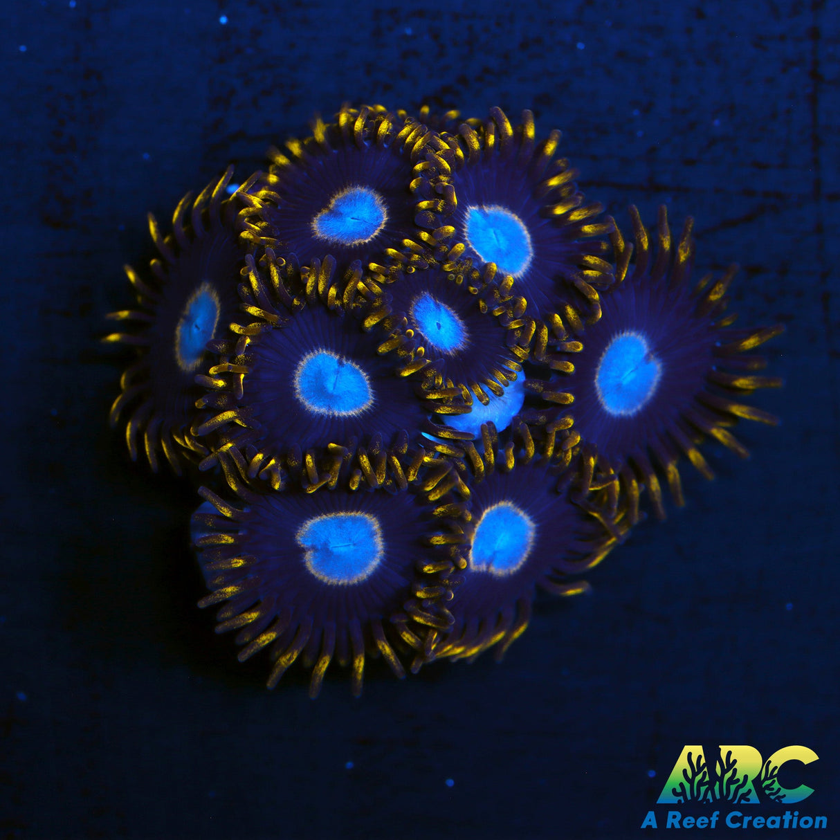 Frozen Hornets Zoas