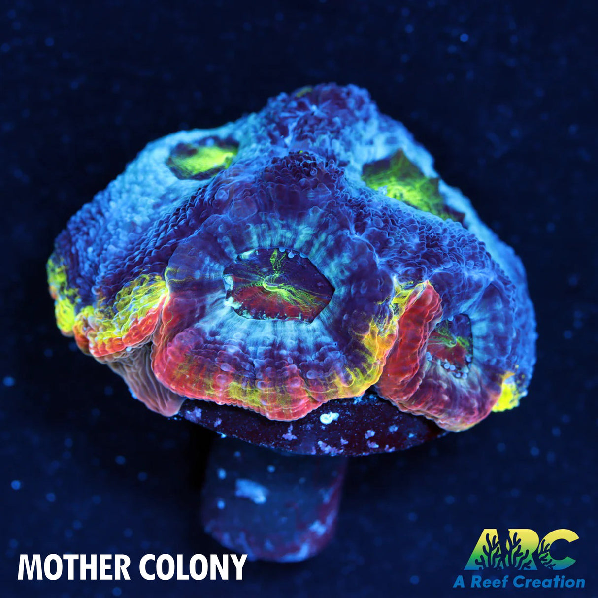 ARC Flaming Bugatti Bower