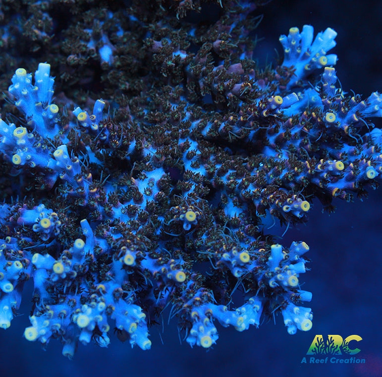 ARC Frozen Goldfinger