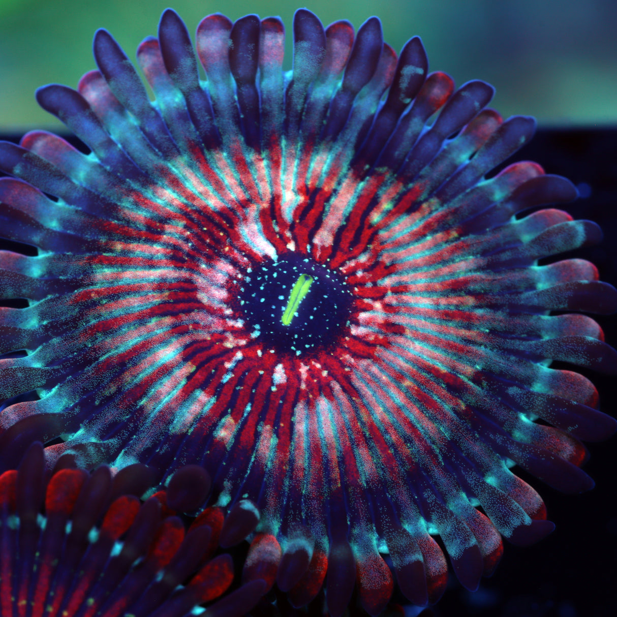 Super Seductions Zoas