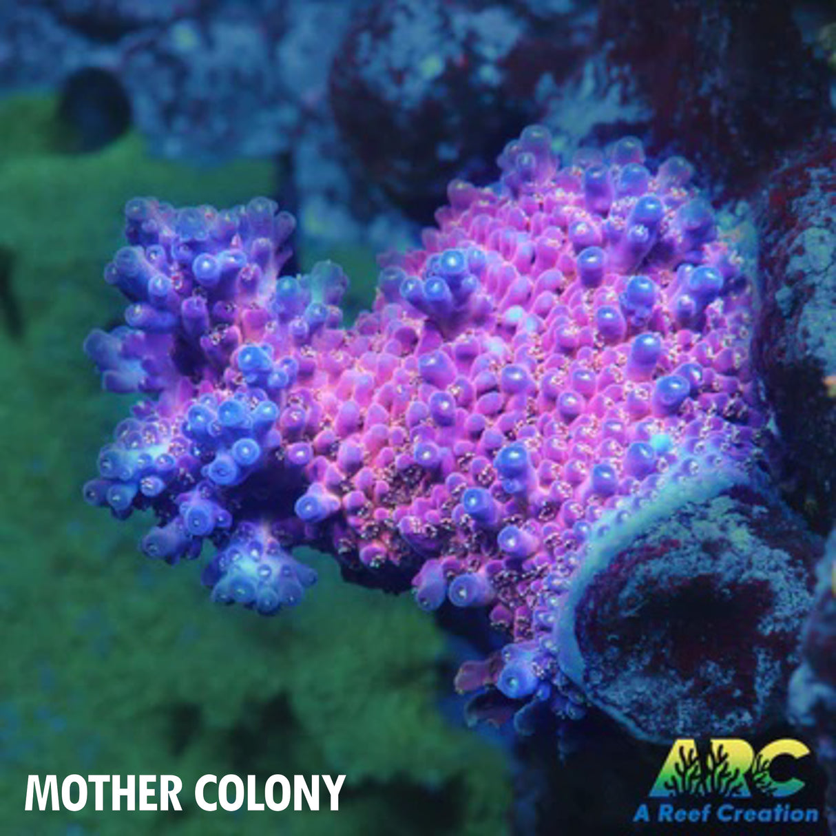 JF Frankie's Neophobia