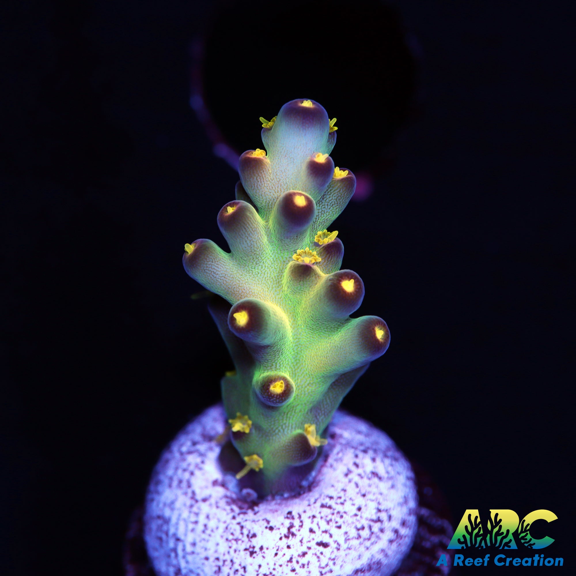 JF Fantasy Island Acro – A Reef Creation