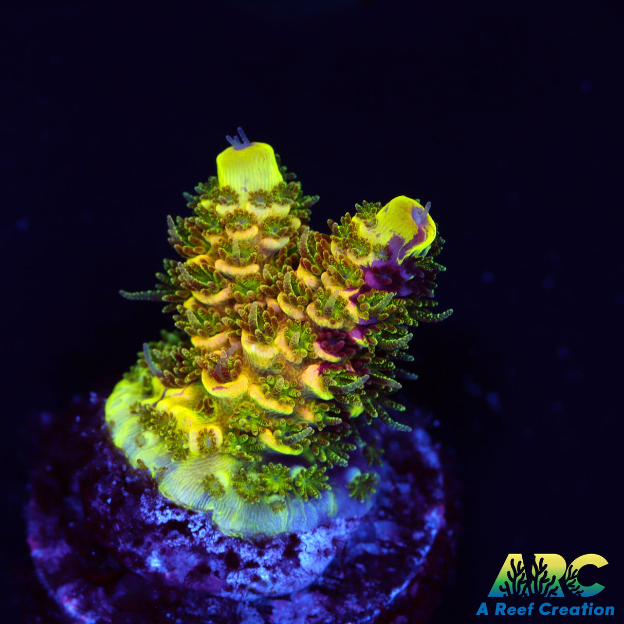 RRC Rainbow Splice Milli