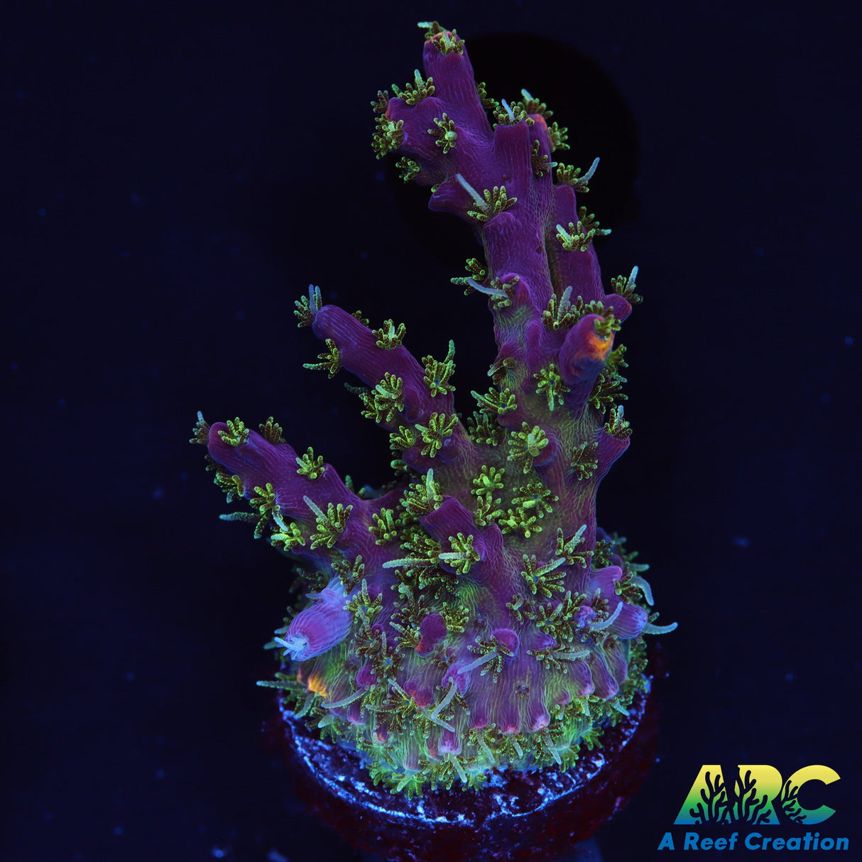 ARC Purple Hairy Monster