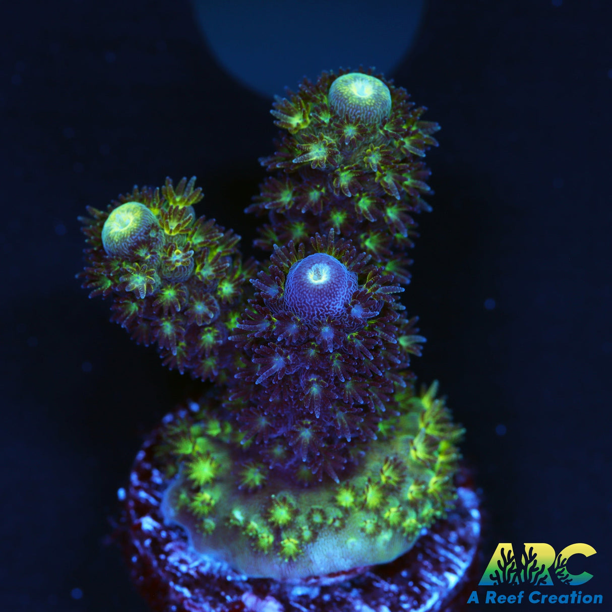 DFI Blue O Humilis