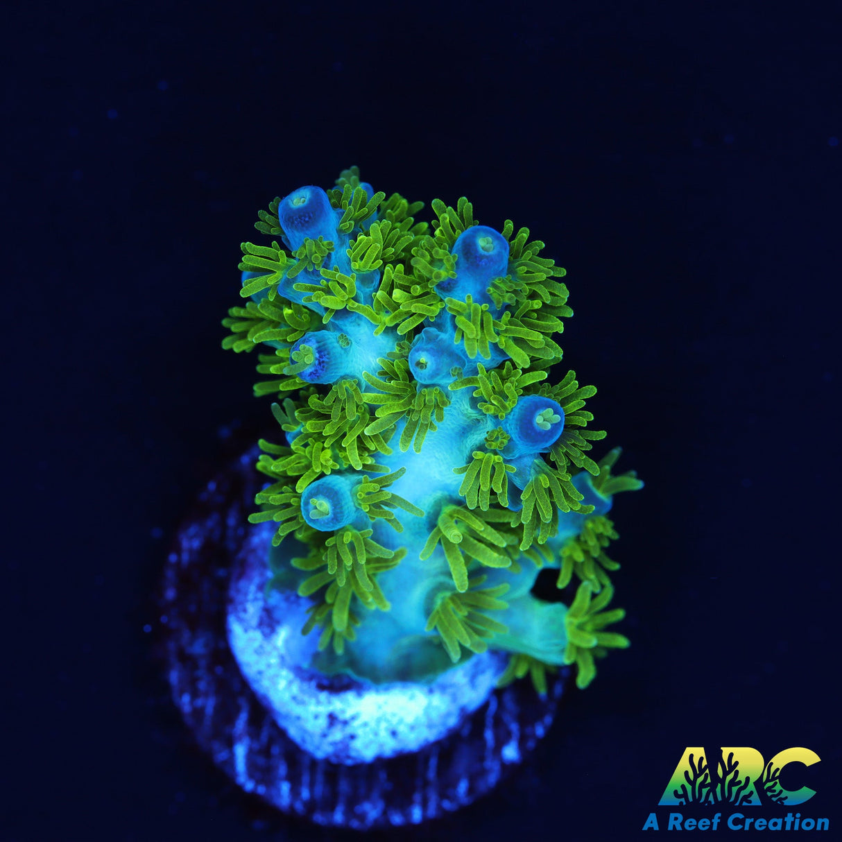 RRC Marvin the Martian