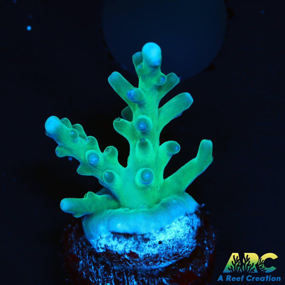 Sanjay's Blue Spruce