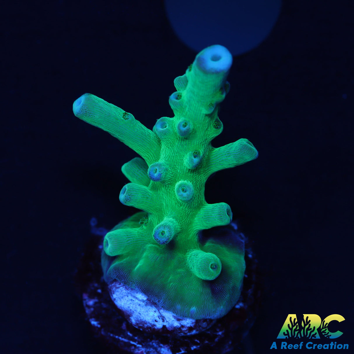 ARC Teal Navini Acro