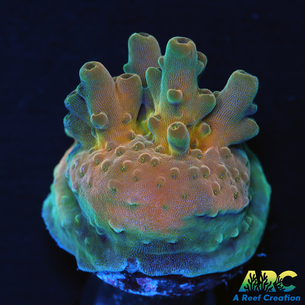 POTO Flame Thrower Acro