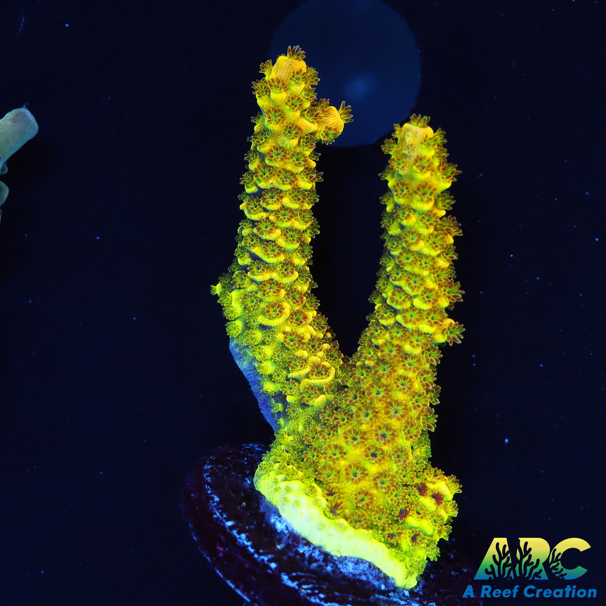 RRC Rainbow Splice Milli