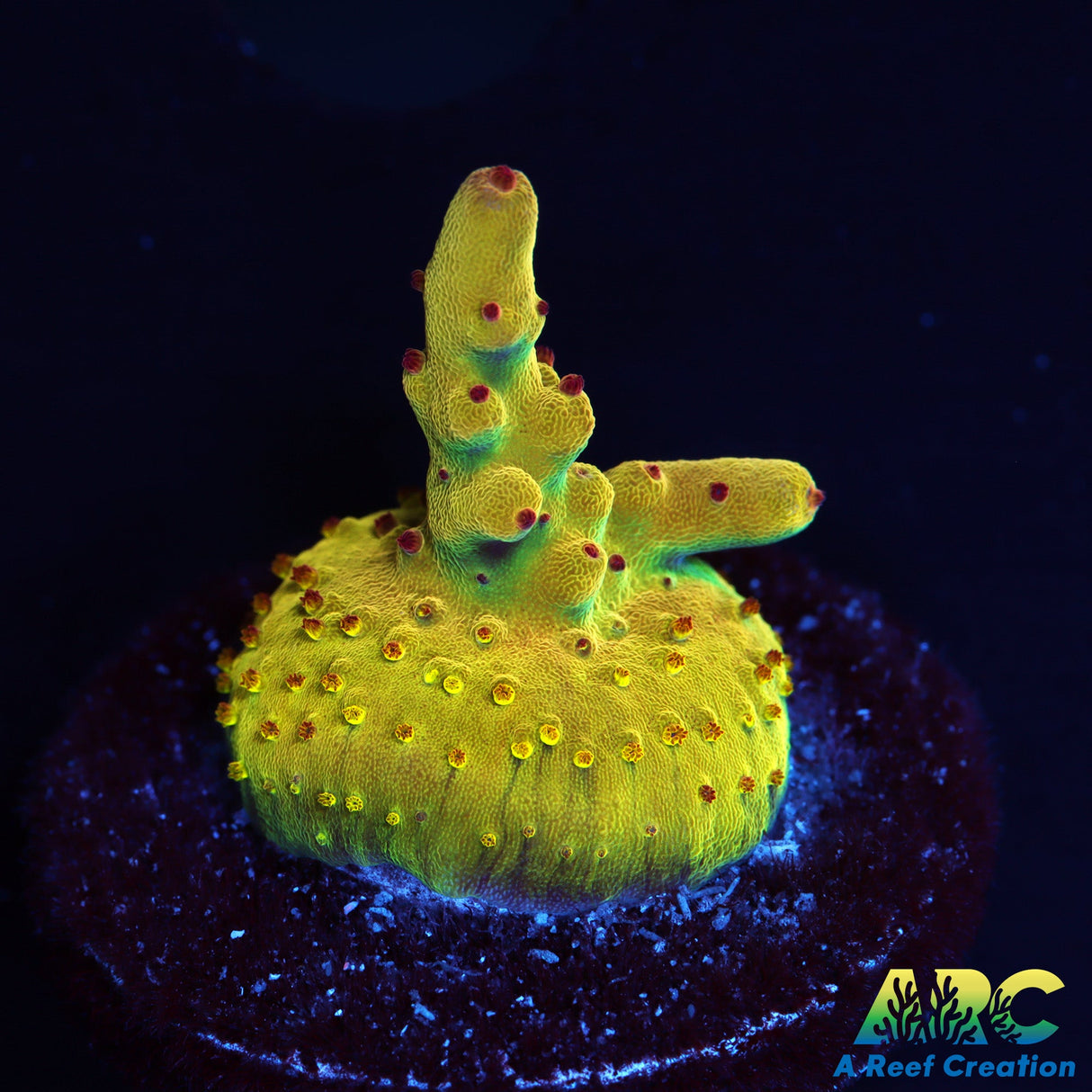 ARC Sands of Time Encrusted frag