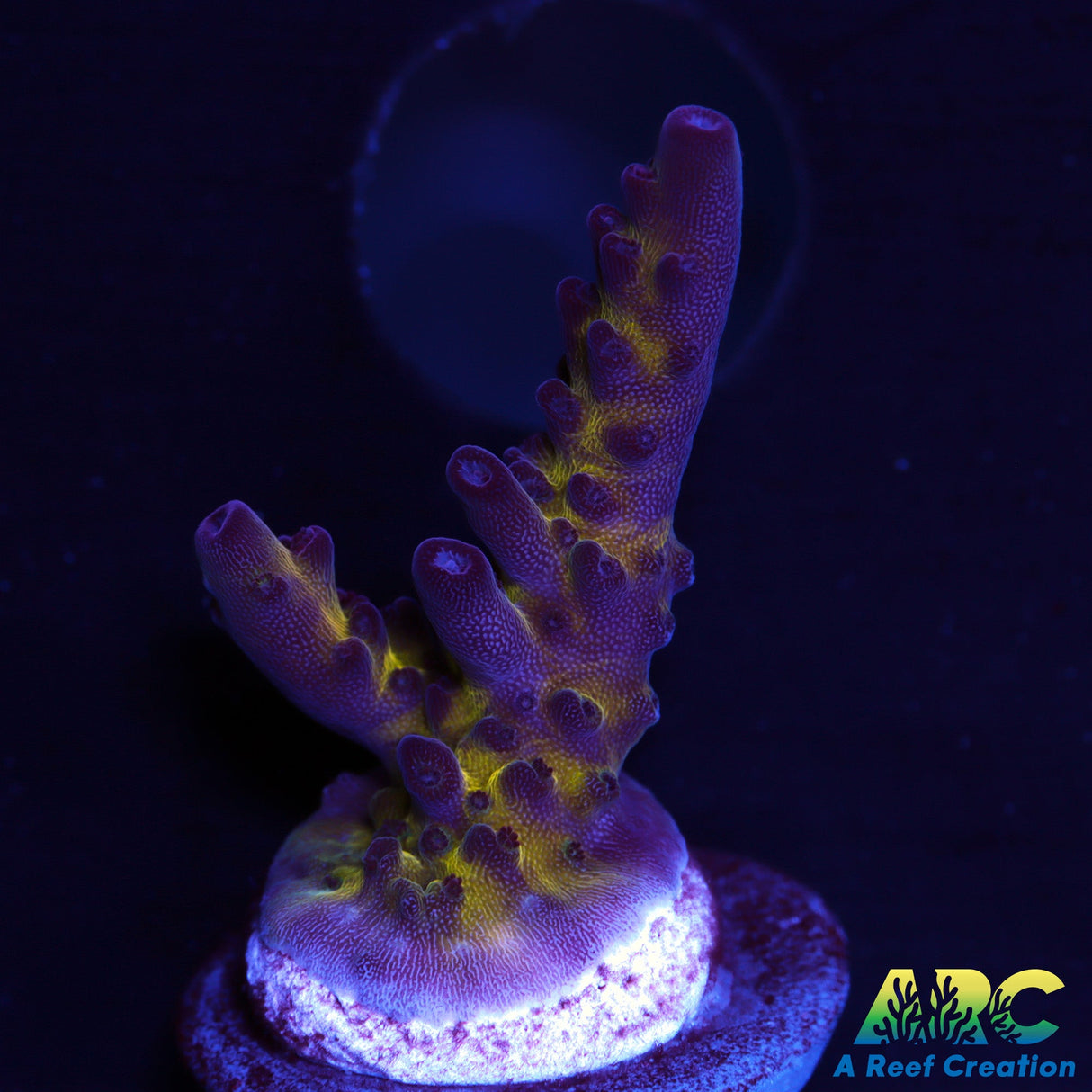 Sanjay's Red Photon Acro