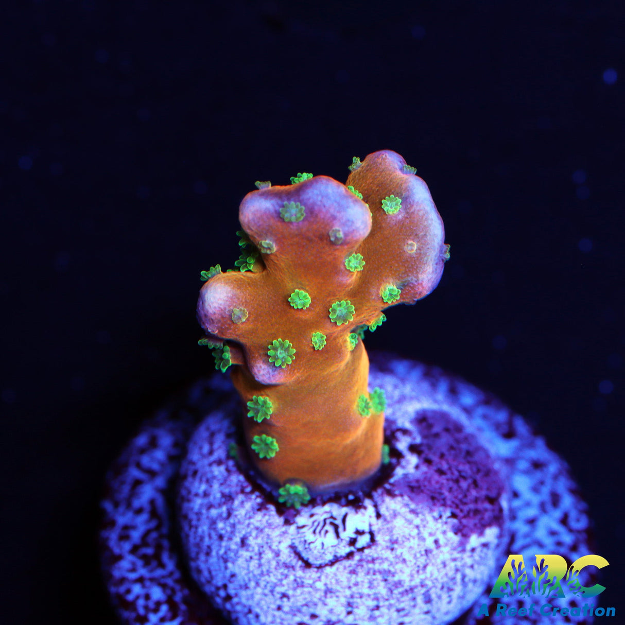 RRC Tropicana Anacropora