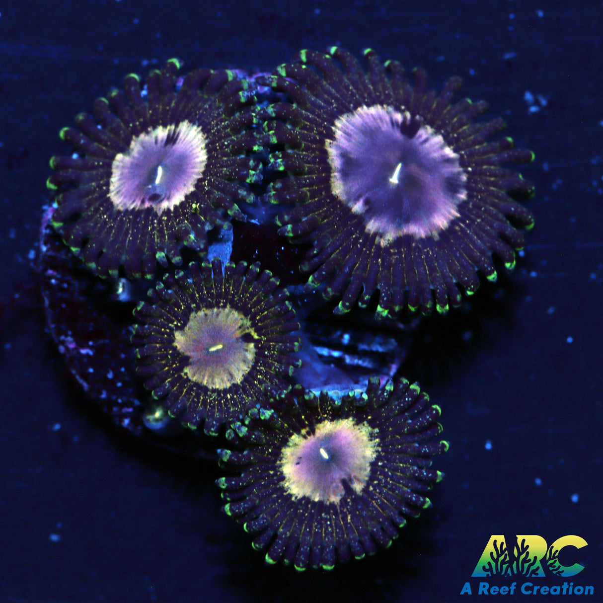 NYRA Peacock nine6seven