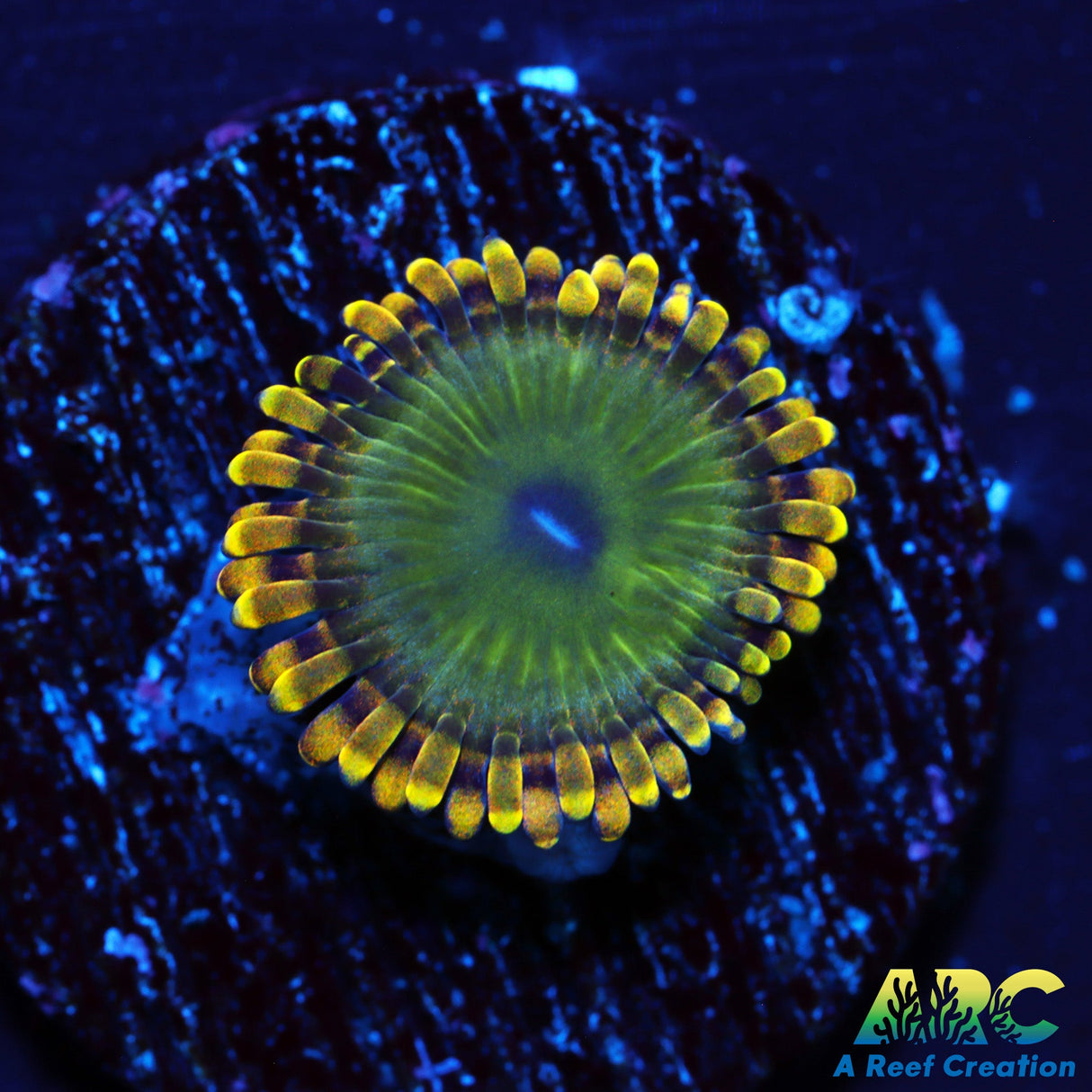 ARC Caramel Apple Zoa