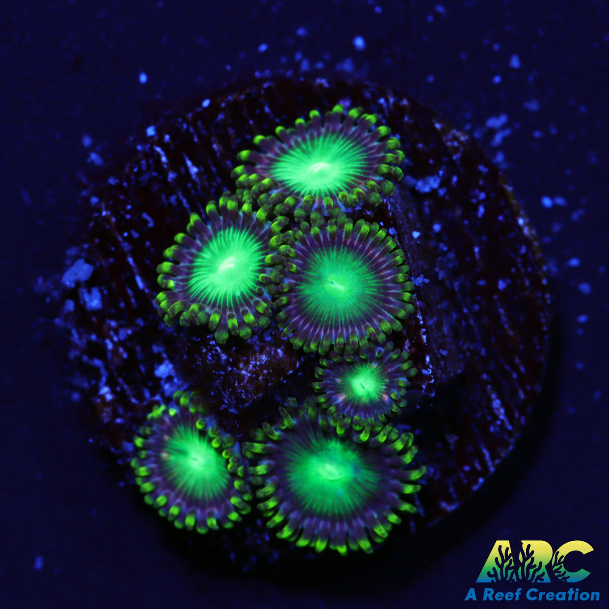 Radioactive Dragon Eyes