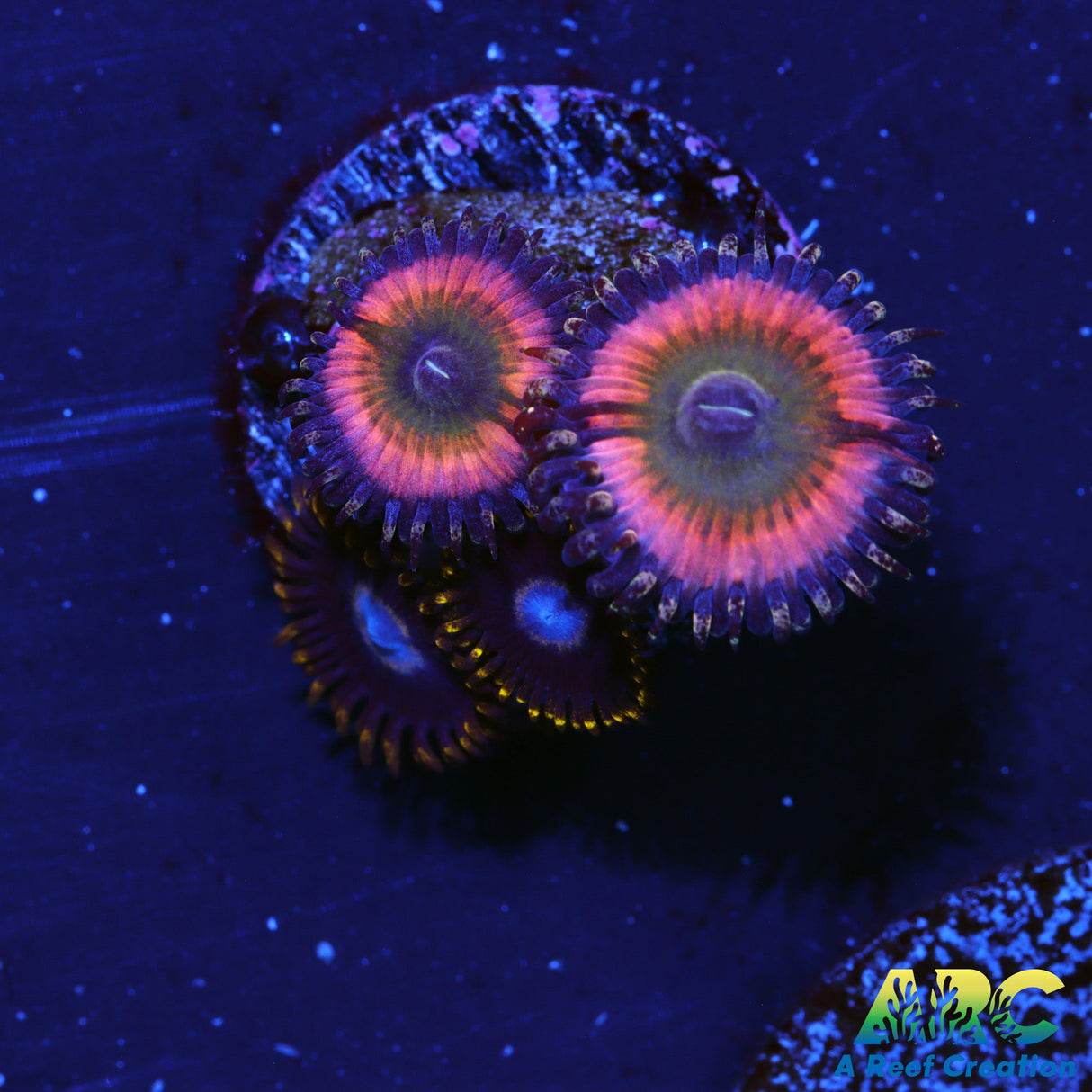 Rainbow Infusions and Friends