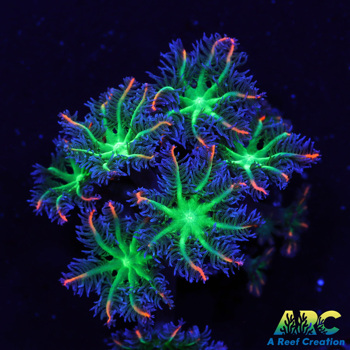ARC Firecracker Clove Polyps