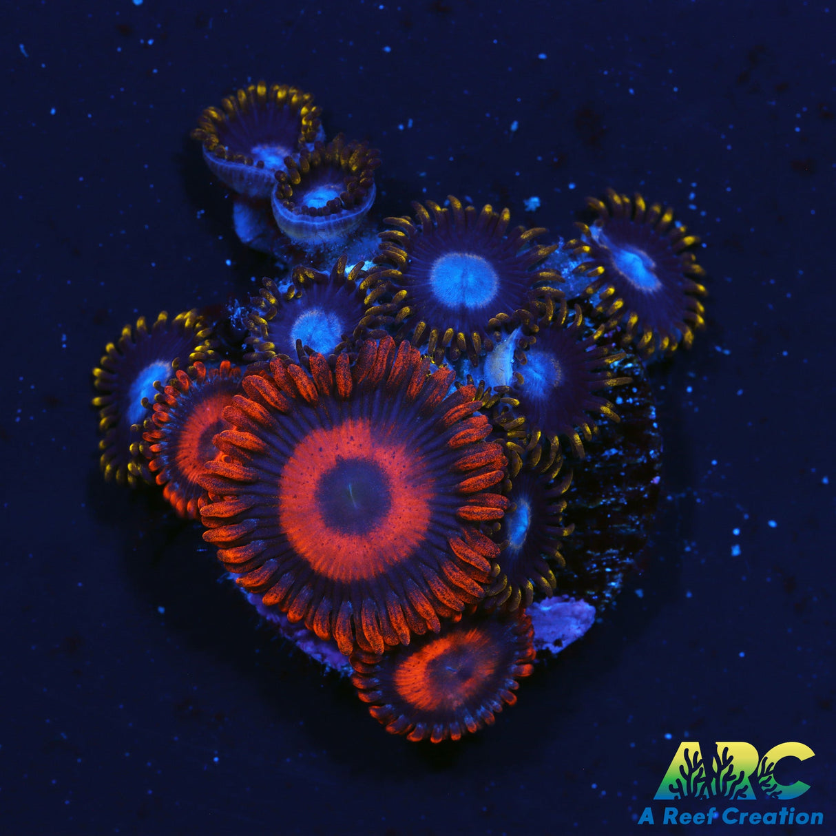 Orange Oxides and Friends