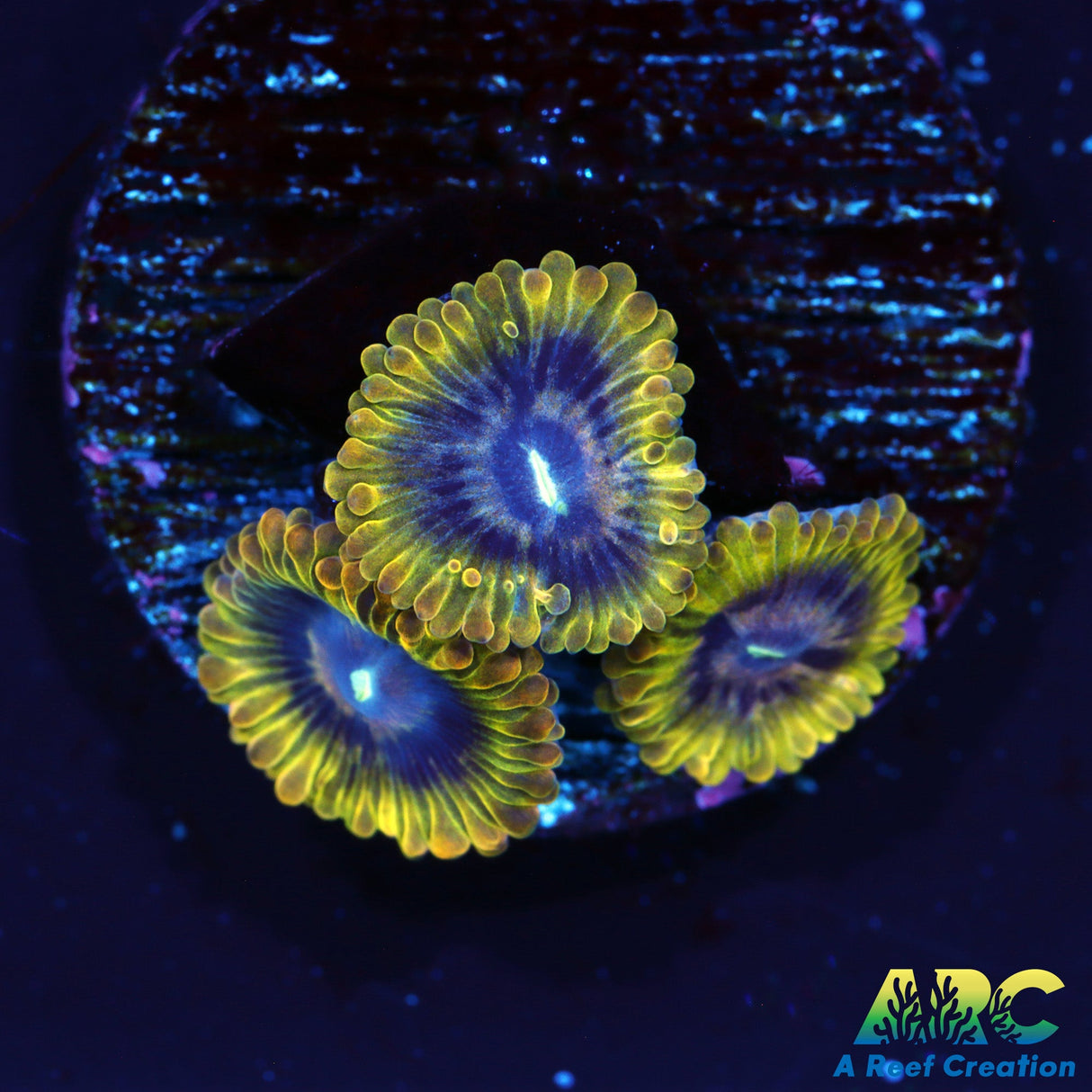 ARC Rainbow Zoa