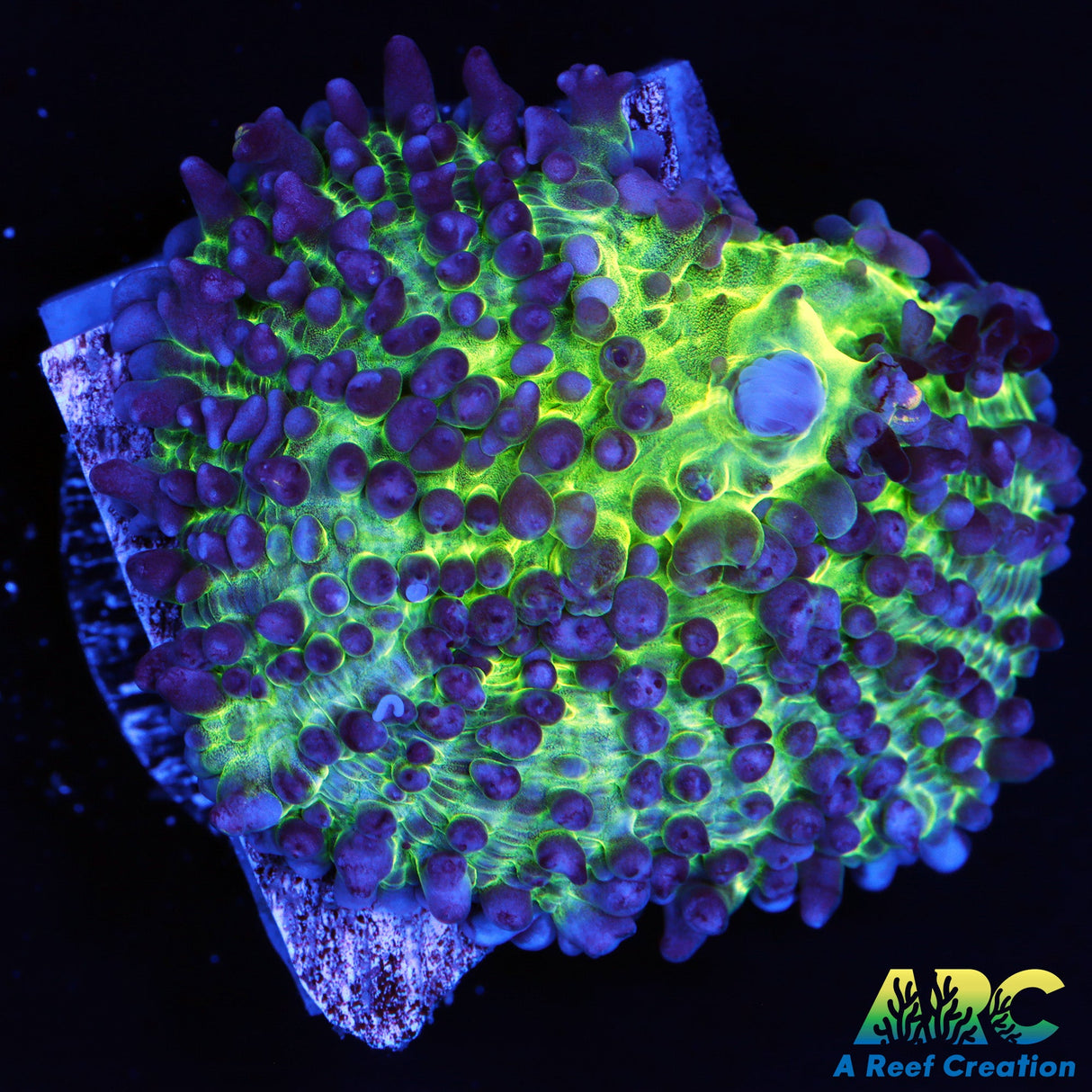 ARC Gummy Bear Bounce