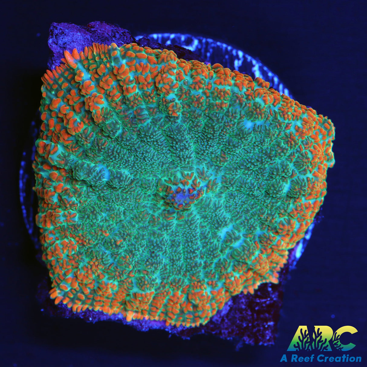 Mermaid Man Mushroom