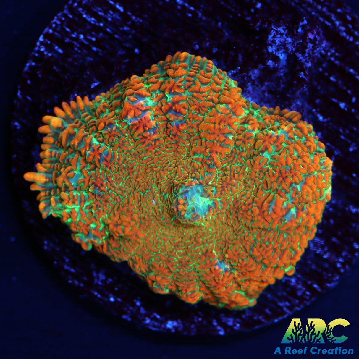 Tequilla type Rhodactis