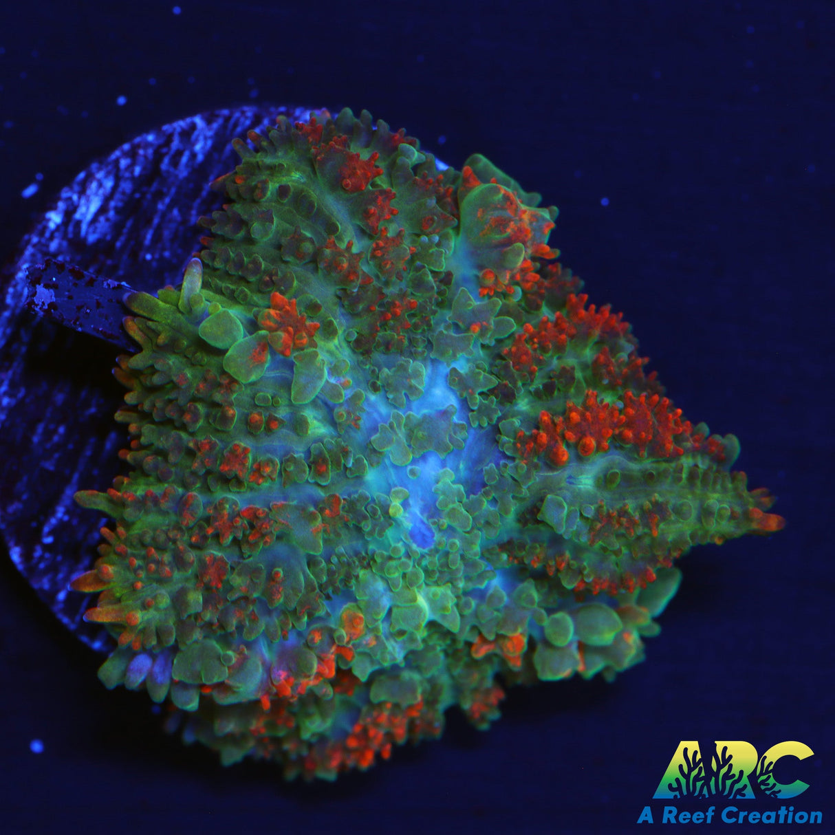 Deathstroke Bounce Mushroom