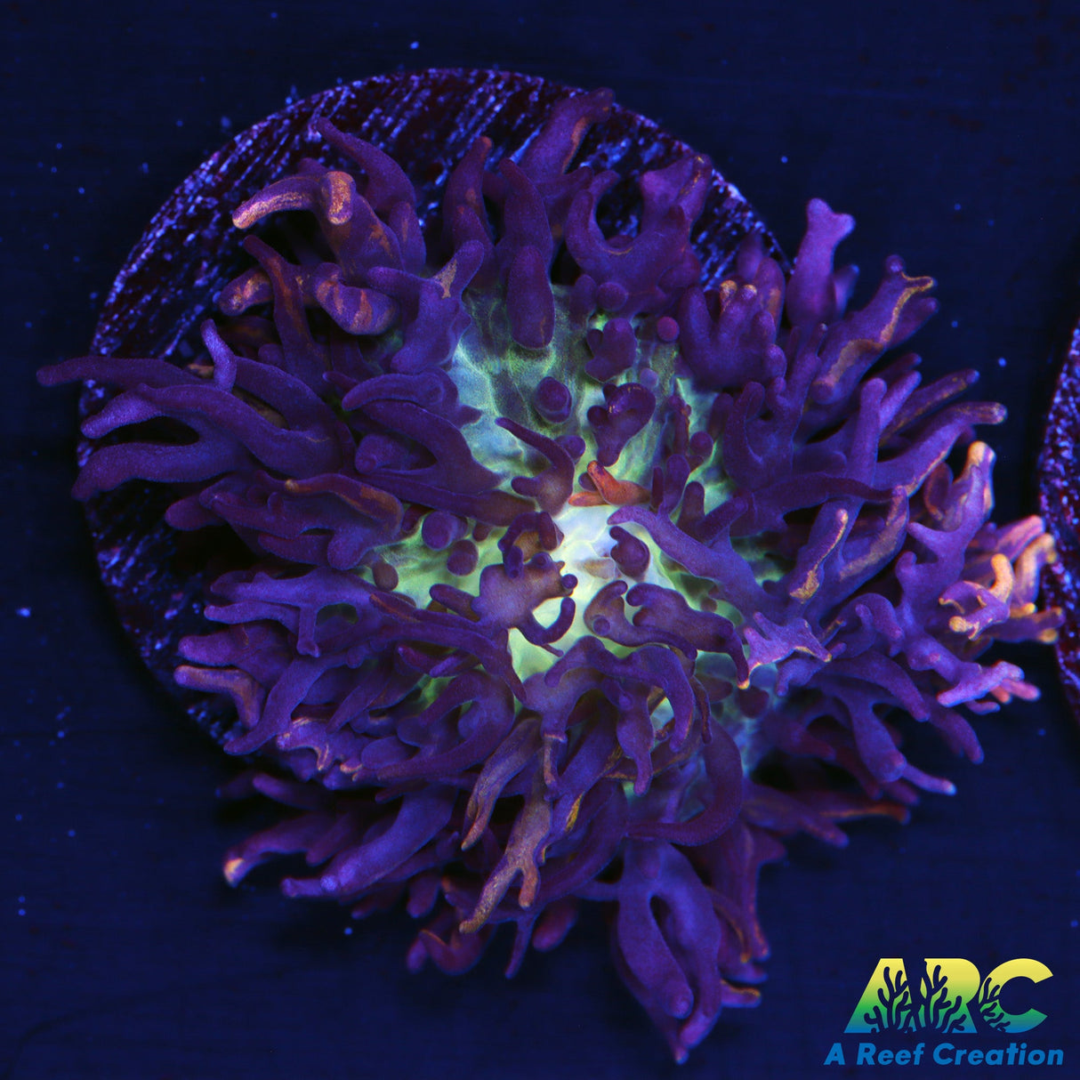 Magic Carpet Mushroom