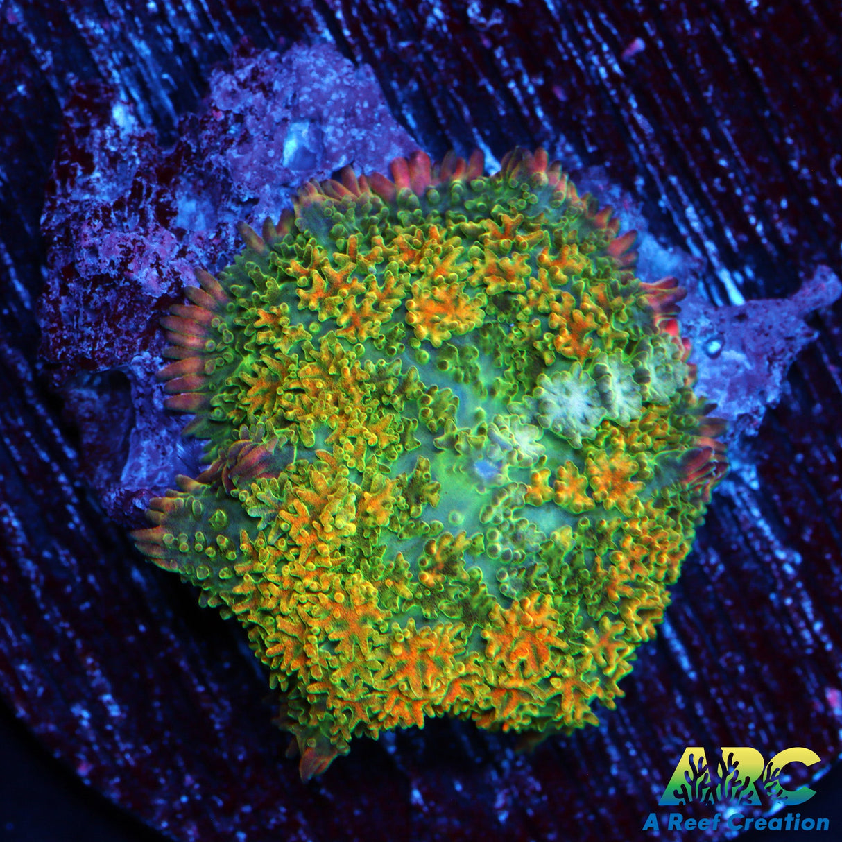 Rainbow Frank Shroom