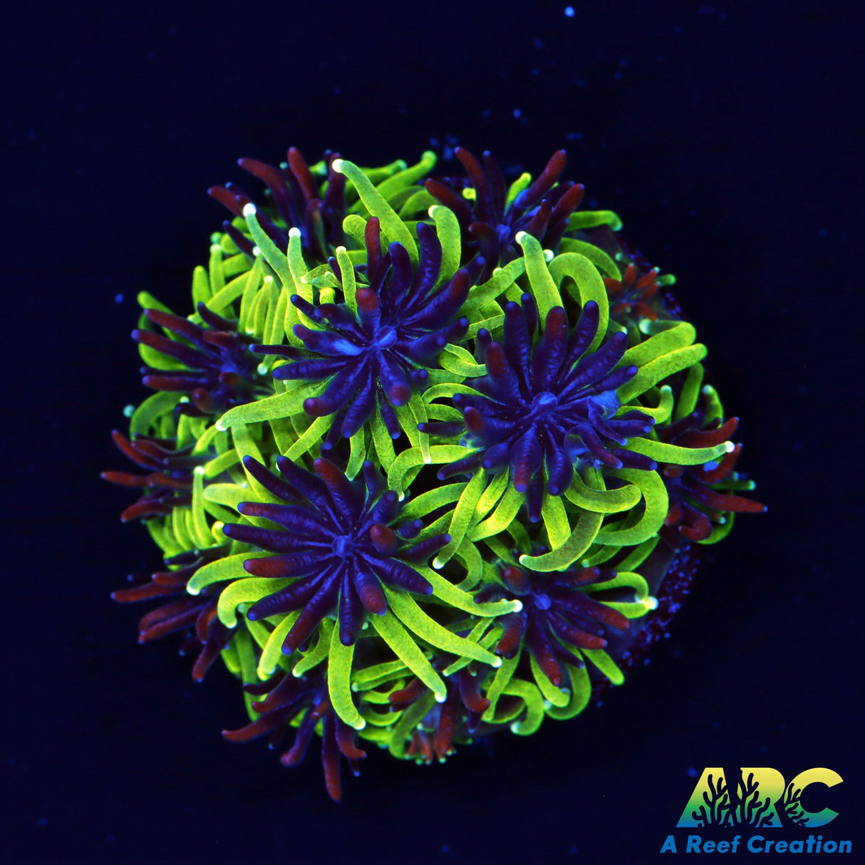 Sonic the hedghog Galaxea